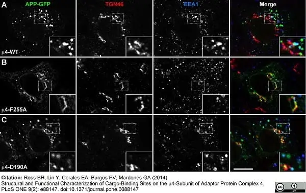 Sheep Anti Human TGN46 Antibody  gallery image 3