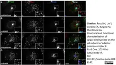 Sheep Anti Human TGN46 Antibody  gallery image 31