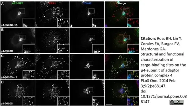 Sheep Anti Human TGN46 Antibody  gallery image 31