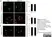 Sheep Anti Human TGN46 Antibody  thumbnail image 32
