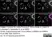 Sheep Anti Human TGN46 Antibody  thumbnail image 33