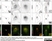 Anti Human TGN46 Antibody thumbnail image 34