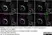 Sheep Anti Human TGN46 Antibody  thumbnail image 34