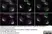 Sheep Anti Human TGN46 Antibody  thumbnail image 35