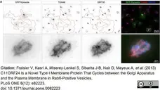 Sheep Anti Human TGN46 Antibody  gallery image 36
