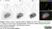 Sheep Anti Human TGN46 Antibody  thumbnail image 36