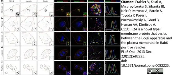 Sheep Anti Human TGN46 Antibody  gallery image 37