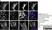 Sheep Anti Human TGN46 Antibody  thumbnail image 38