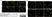 Sheep Anti Human TGN46 Antibody  thumbnail image 39