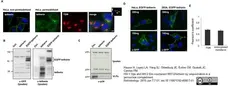 Sheep Anti Human TGN46 Antibody  gallery image 4