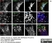 Anti Human TGN46 Antibody thumbnail image 40