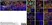 Sheep Anti Human TGN46 Antibody  thumbnail image 40
