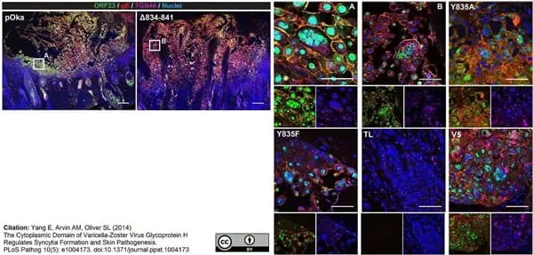Sheep Anti Human TGN46 Antibody  gallery image 40