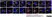 Sheep Anti Human TGN46 Antibody  thumbnail image 41
