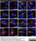 Anti Human TGN46 Antibody thumbnail image 43