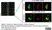 Sheep Anti Human TGN46 Antibody  thumbnail image 44