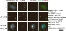 Sheep Anti Human TGN46 Antibody  gallery image 47