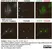 Sheep Anti Human TGN46 Antibody  thumbnail image 48