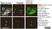 Sheep Anti Human TGN46 Antibody  thumbnail image 50