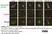 Sheep Anti Human TGN46 Antibody  thumbnail image 51