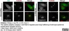 Sheep Anti Human TGN46 Antibody  gallery image 54