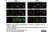 Sheep Anti Human TGN46 Antibody  thumbnail image 55