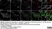 Sheep Anti Human TGN46 Antibody  thumbnail image 57