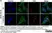 Sheep Anti Human TGN46 Antibody  thumbnail image 59