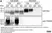 Sheep Anti Human TGN46 Antibody  thumbnail image 60