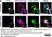 Sheep Anti Human TGN46 Antibody  thumbnail image 61