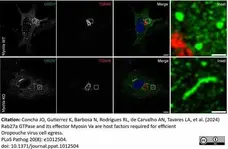 Sheep Anti Human TGN46 Antibody  gallery image 63