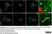 Sheep Anti Human TGN46 Antibody  thumbnail image 63