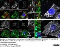 Sheep Anti Human TGN46 Antibody  gallery image 64