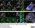Sheep Anti Human TGN46 Antibody  thumbnail image 64