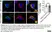 Sheep Anti Human TGN46 Antibody  thumbnail image 66