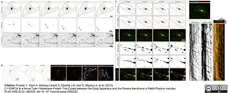 Sheep Anti Human TGN46 Antibody  gallery image 8