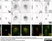 Anti Human TGN46 Antibody thumbnail image 9