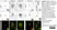 Sheep Anti Human TGN46 Antibody  thumbnail image 9