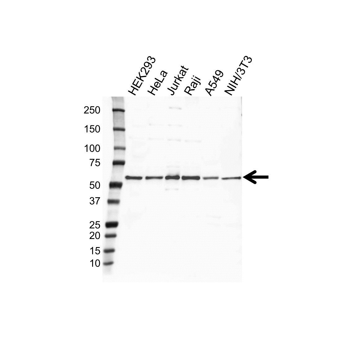 Thymopoetin Antibody (PrecisionAb Antibody)|VPA00229