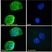 Anti Human TIM-3 Antibody thumbnail image 4