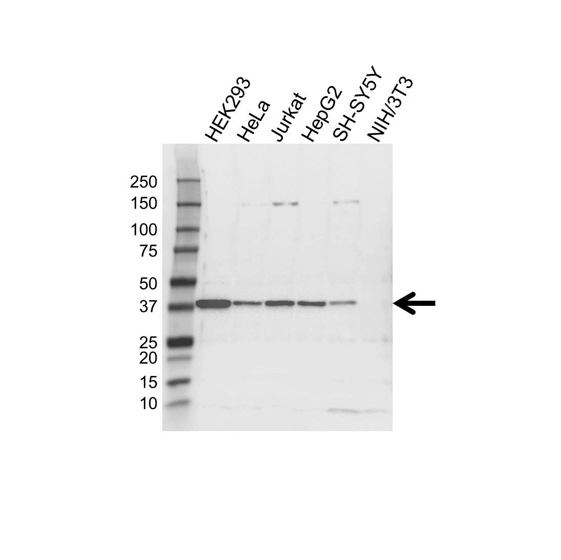 Anti TIMM50 Antibody (PrecisionAb Polyclonal Antibody) gallery image 1