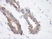 Anti Human TIMP-1 Antibody thumbnail image 3