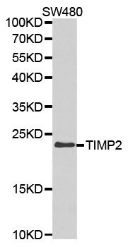 Anti TIMP-2 Antibody gallery image 1