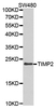 Anti TIMP-2 Antibody thumbnail image 1