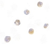 Anti Human TMS1 (C-Terminal) Antibody gallery image 2