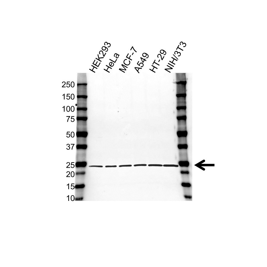 Anti TMS1 Antibody (PrecisionAb Polyclonal Antibody) gallery image 1