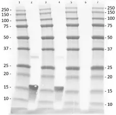 Anti Human TNF Alpha Antibody gallery image 1
