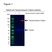 Anti Topoisomerase II Alpha Antibody (PrecisionAb Polyclonal Antibody) thumbnail image 1