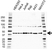 Anti TRA2B Antibody (PrecisionAb Polyclonal Antibody) thumbnail image 1