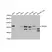 Anti TRADD Antibody thumbnail image 1